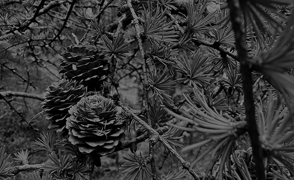 folle sagesse chamanisme et tantra gorka etxarri