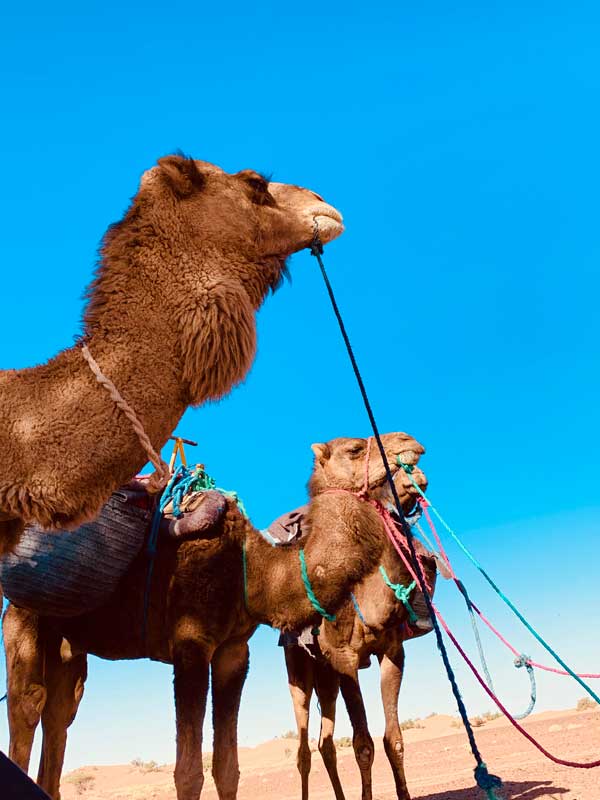 caravane chamanique maroc 2026